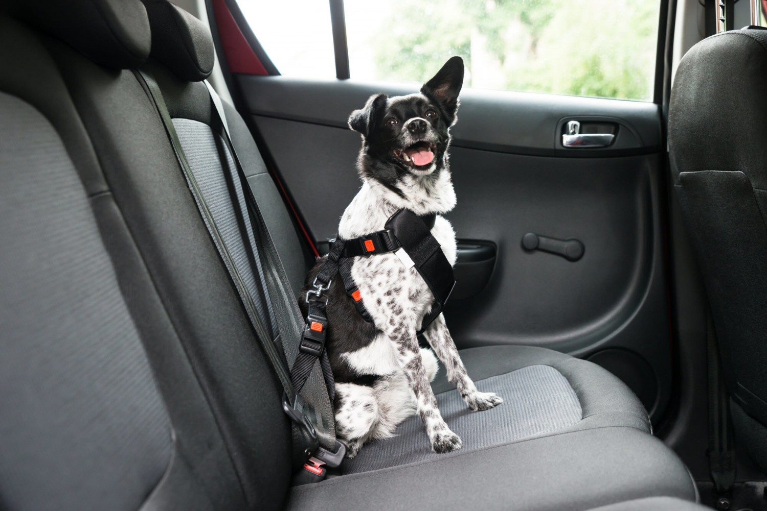 dog in car