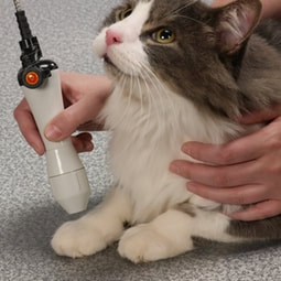 Laser Therapy on Cat