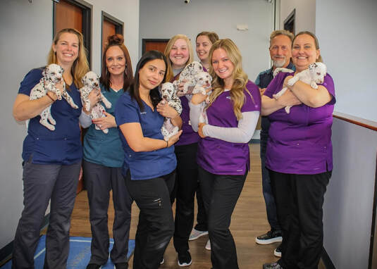 Staff with Dalmation Puppies