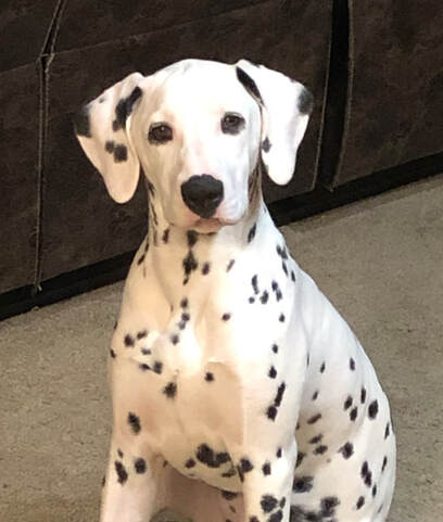 Waylon the Dalmatian